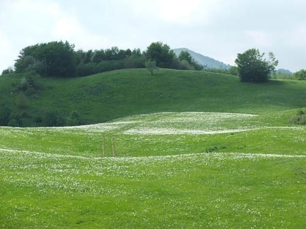Fioritura dei narcisi sul monte della Cavalla