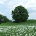 Fioritura dei narcisi sul monte della Cavalla