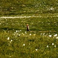 Fioritura dei narcisi sul monte della Cavalla