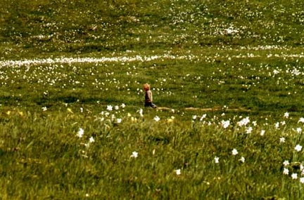 Fioritura dei narcisi sul monte della Cavalla