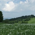 Fioritura dei narcisi sul monte della Cavalla