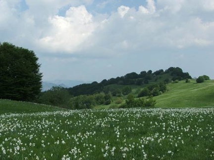 Fioritura dei narcisi sul monte della Cavalla