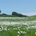 Fioritura dei narcisi sul monte della Cavalla
