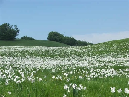 Fioritura dei narcisi sul monte della Cavalla