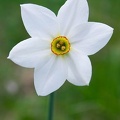 Fioritura dei narcisi sul monte della Cavalla