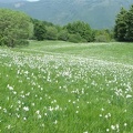 Fioritura dei narcisi sul monte della Cavalla