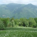 Fioritura dei narcisi sul monte della Cavalla