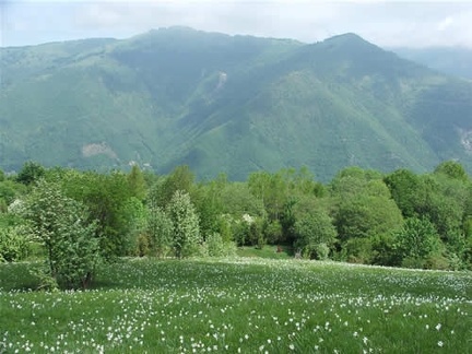 Fioritura dei narcisi sul monte della Cavalla