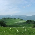 Fioritura dei narcisi sul monte della Cavalla