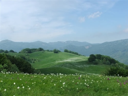 Fioritura dei narcisi sul monte della Cavalla