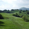 Fioritura dei narcisi sul monte della Cavalla  