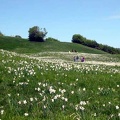 Fioritura dei narcisi sul monte della Cavalla  