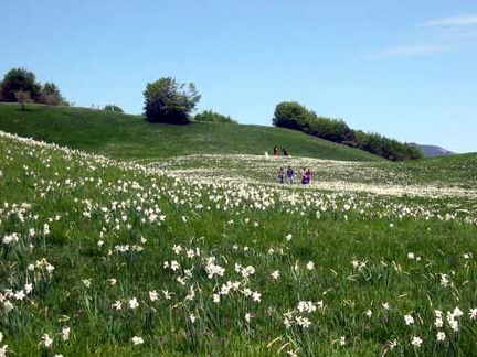Fioritura dei narcisi sul monte della Cavalla  