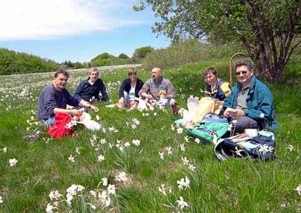 Fioritura dei narcisi sul monte della Cavalla  