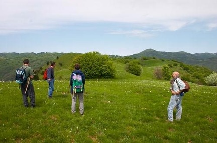 Fioritura dei narcisi sul monte della Cavalla