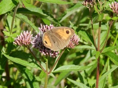 Farfalla