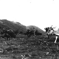 Pascolo sul monte