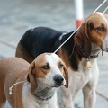Dunga e Pallina 