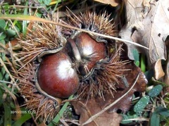 Castagne
