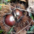 Castagne