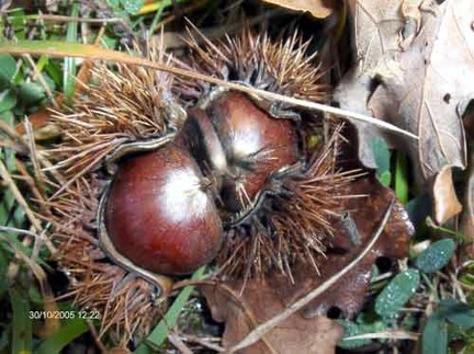 Castagne