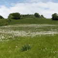 Fioritura dei narcisi al Pian della Cavalla