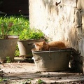 Il gatto si riposa