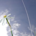 FIiori