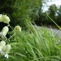 FIiori