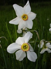 FIiori