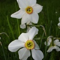 FIiori
