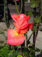 FIiori