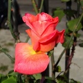 FIiori
