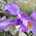 FIiori