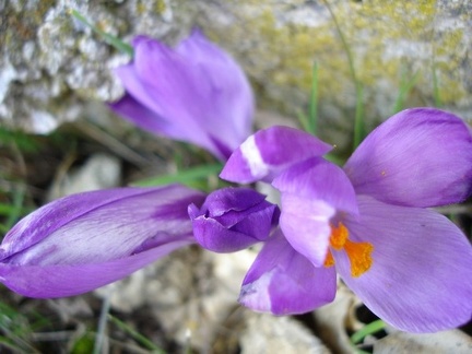 FIiori