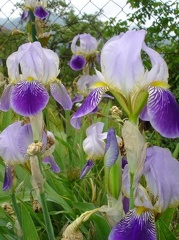 FIiori