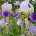 fiori_20101110_1480246830.jpg