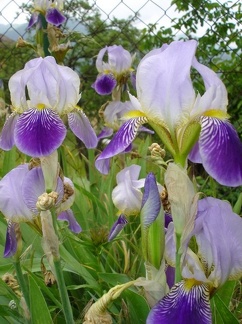 FIiori
