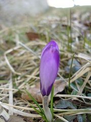 FIiori