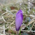 FIiori