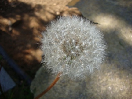 FIiori