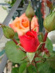 FIiori