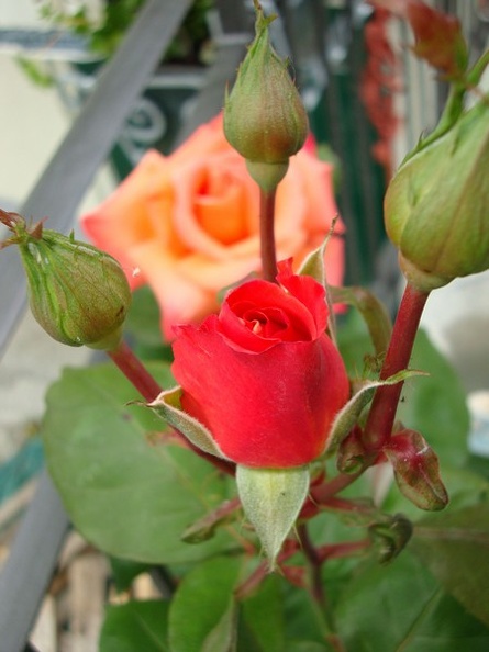 fiori_20101110_1752005837.jpg