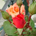 FIiori
