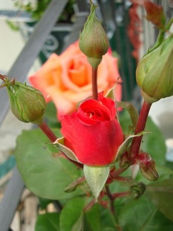 FIiori