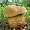 Funghi