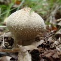 Funghi