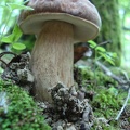 Funghi
