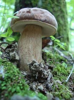 Funghi