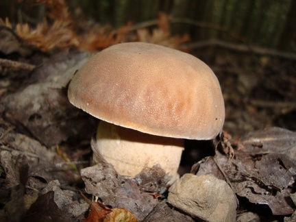 Funghi